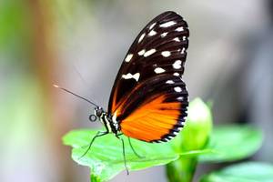 Schmetterling © Biosphäre Potsdam