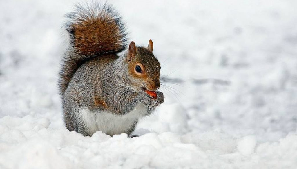 Eichhörnchen im Schnee CC0 Public Domain